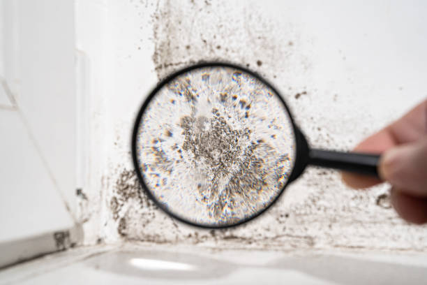 Best Residential Mold Inspection & Testing  in Burnham, PA